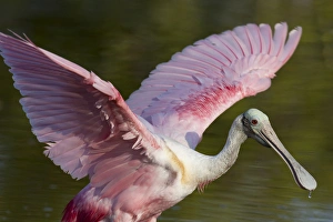 USA, Florida, Everglades National Park. Roseate spoonbill with wings spread. Credit as