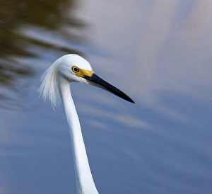 Images Dated 25th February 2012: USA, Florida, Everglades National Park. A snowy egret in profile