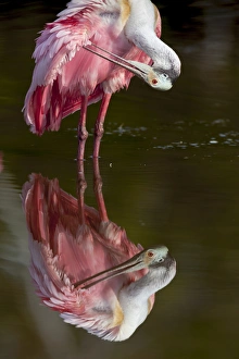 Images Dated 25th February 2012: USA, Florida, Everglades National Park