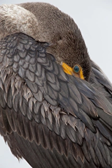Images Dated 26th February 2012: USA, Florida, Everglades National Park