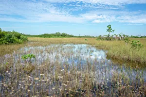 Janell Davidson Prints: USA, Florida. Everglades National Park, marsh