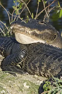 Scary Prints: USA, Florida, Everglades NP, American Alligators (Alligator mississippiensis)