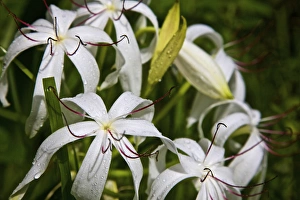 USA, Florida, Fakahatchee Strand Preserve State Park Swamp Lily