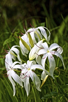 Images Dated 12th June 2015: USA, Florida, Fakahatchee Strand Preserve State Park Swamp Lily