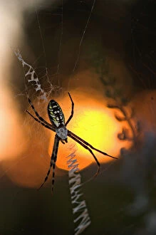 Images Dated 17th October 2004: USA, Florida, Female black and yellow argiope in web at sunset, Argiope aurantia
