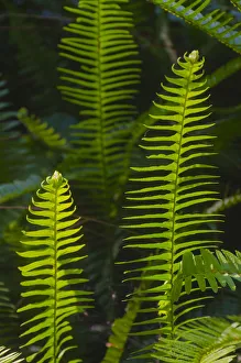 Images Dated 2019 October: USA, Florida. Ferns