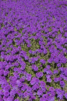 Images Dated 23rd March 2008: USA, Florida, Flagler, Palm Coast, purple flowers at Ginn Hammock Beach Resort