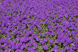 Palm Coast Prints: USA, Florida, Flagler, Palm Coast, purple flowers at Ginn Hammock Beach Resort