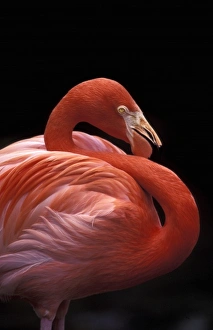 Images Dated 23rd August 2012: USA, Florida. Flamingo