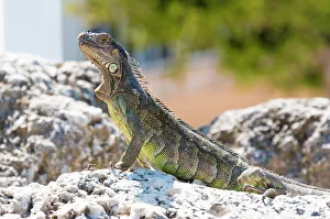 Pose Prints: USA, Florida, Florida Keys, Key Largo. Green iguana strikes noble pose on bulkhead