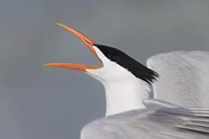 USA, Florida, Fort De Soto Park. Close-up of royal tern calling. Credit as: Arthur