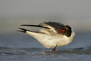 Preening Prints: USA, Florida, Fort De Soto Park, Mullet Key. Laughing gull preens in surf. Credit as