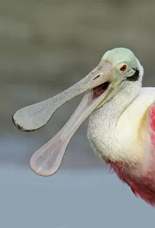USA, Florida, Fort De Soto Park. Portrait of laughing roseate spoonbill with bill open