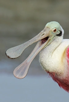 Art Morris Prints: USA, Florida, Fort De Soto Park. Portrait of laughing roseate spoonbill with bill open