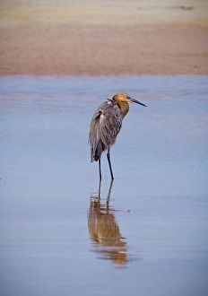 Images Dated 12th July 2024: USA, Florida, Fort de Soto, a Reddish Egret standing in the water in early morning golden light with reflection