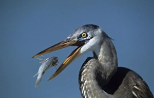 Prey Prints: USA, Florida, Ft. DeSoto Beach. Close-up of great blue heron with fish catch
