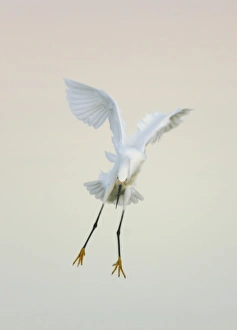 Day Break Prints: USA, Florida, Ft. Meyers Beach. Snowy egret landing at dawn with wings overhead