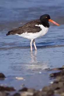 USA, Florida, Ft. Myers Beach, American Oystercatcher