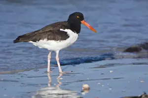 Images Dated 4th January 2008: USA, Florida, Ft. Myers Beach, American Oystercatcher (Haematopus palliatus)