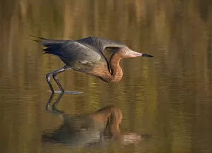 Images Dated 21st February 2005: USA, Florida, Ft. Myers Beach, Reddish egret (Egretta rufescens) reflected in water