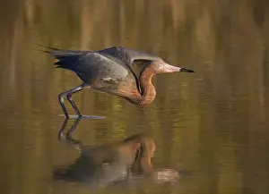Ellen Anon Prints: USA, Florida, Ft. Myers Beach, Reddish egret (Egretta rufescens) reflected in water