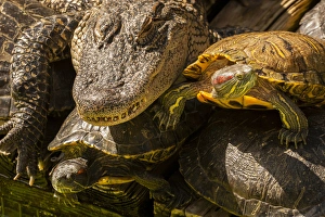 Gatorland Prints: USA, Florida, Gatorland. Alligator and red slider turtles basking in sun. Credit as
