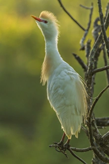 Plumage Prints: USA, Florida, Gatorland. Cattle egret in breeding plumage