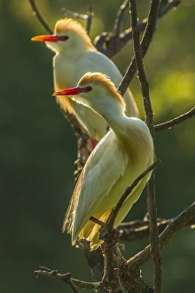 Plumage Prints: USA, Florida, Gatorland. Two cattle egrets in breeding plumage