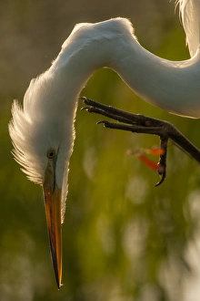 Gatorland Prints: USA, Florida, Gatorland. Close-up profile of great egret