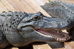 Images Dated 1st June 2011: USA, Florida. Gatorland, Florida