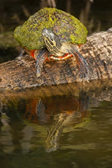 Gatorland Prints: USA, Florida, Gatorland. Florida red-bellied turtle on log