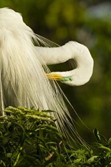 Preening Prints: USA, Florida, Gatorland. Great egret preening