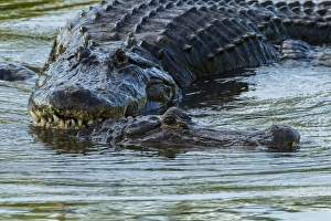 Images Dated 18th April 2013: USA, Florida, Gatorland. Male alligator displays courtship behavior with female. Credit as