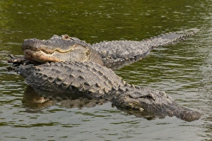 Ritual Prints: USA, Florida, Gatorland. Male alligator displays courtship behavior with female. Credit as