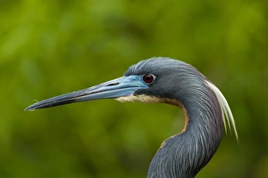 Gatorland Prints: USA, Florida, Gatorland. Profile close-up of tri-colored herons head. Credit as