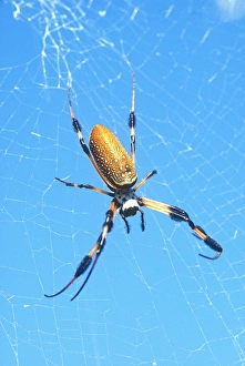 Scary Prints: USA, Florida, Golden Orb Spider, (Nephila madagascariensis)