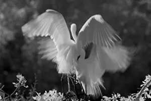 Images Dated 13th March 2006: USA, Florida, Great Egret (Ardea alba) infrared image