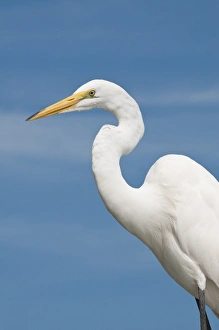 Images Dated 1st June 2011: USA, Florida. Great Egret (Ardea alba) Everglades, Florida
