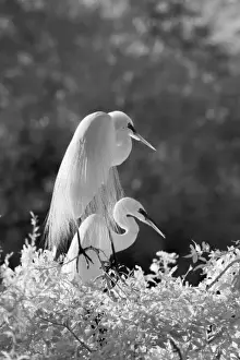 Black And White Prints: USA, Florida, Great Egret (Ardea alba) infrared image
