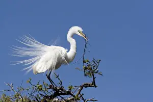 Holding Prints: USA - Florida - Great Egret in breeding plumage at Alligator Farm rookery in St Augustine