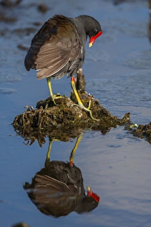 USA, Florida, Green Cay, Wakodahatchee Wetlands. Common moorhen reflects in water