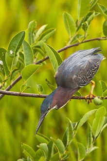 Images Dated 28th April 2011: USA, Florida. Green heron hunting from a branch