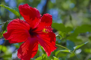 Images Dated 2019 October: USA, Florida. Hibiscus flower