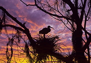 Moss Prints: USA, Florida. Ibis on nest at sunset