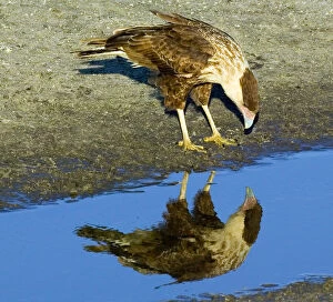 USA, Florida. Immature crested caracara looks in water