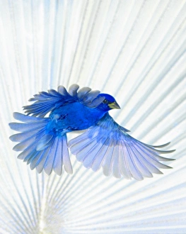 USA, Florida, Immokalee, Indigo Bunting flying, Bismarck Palm background