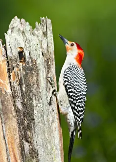 Images Dated 6th August 2020: USA, Florida, Immokalee, Midney Home, Red-bellied Woodpecker Feeding on Stump