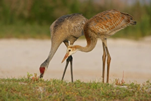 USA, Florida, Indian Lake Estates. Sandhill crane colt waits for food from parent