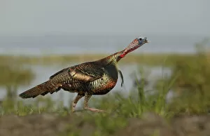 Images Dated 30th April 2004: USA, Florida, Indian Lake Estates. Wild turkey charging at a threat