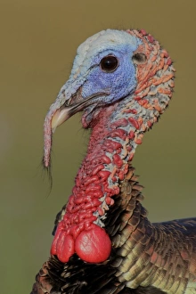 Images Dated 16th February 2008: USA, Florida, Indian Lake Estates. Side portrait of wild male turkey head